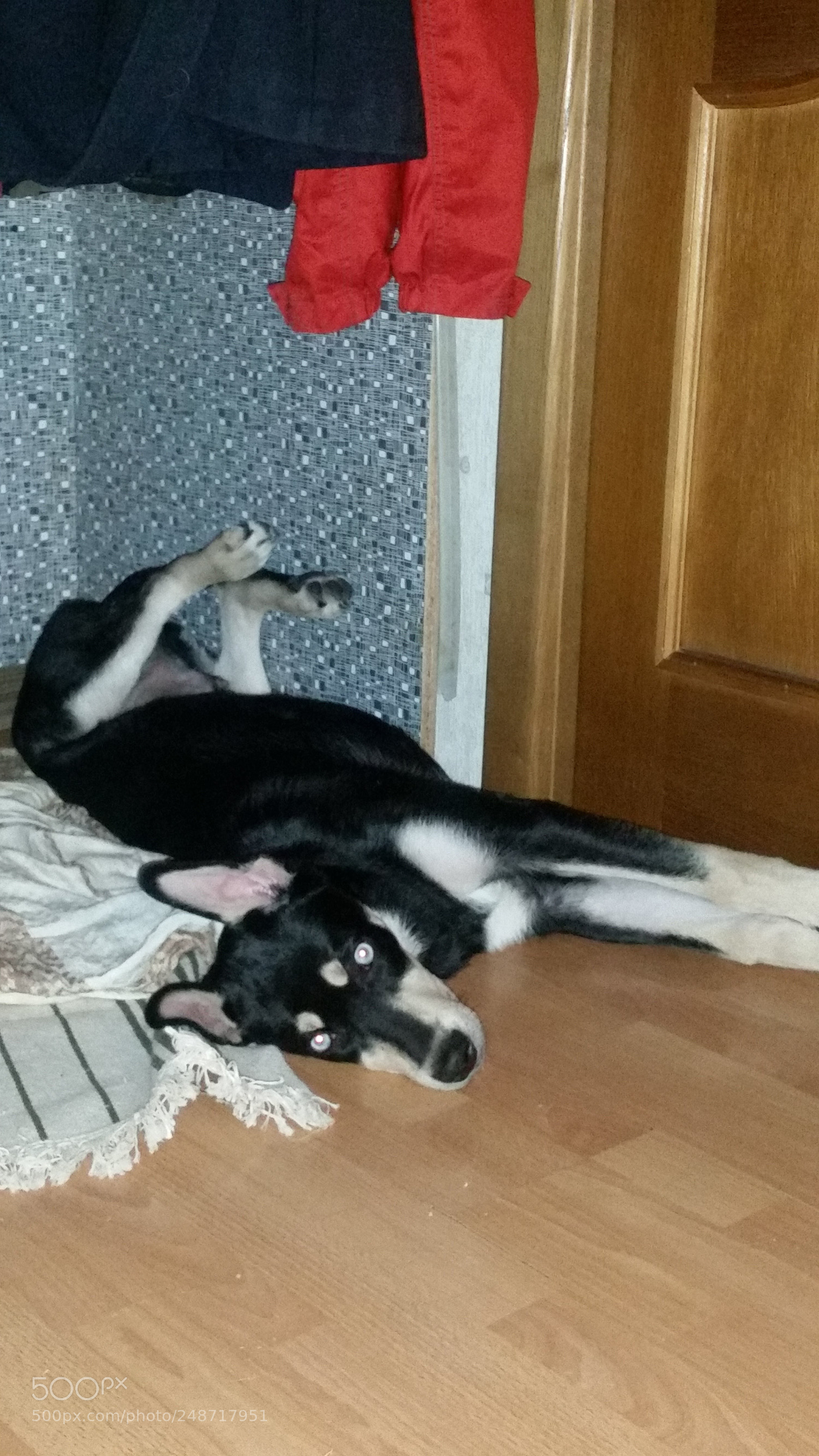 Samsung Galaxy S5 sample photo. My "husky" photography