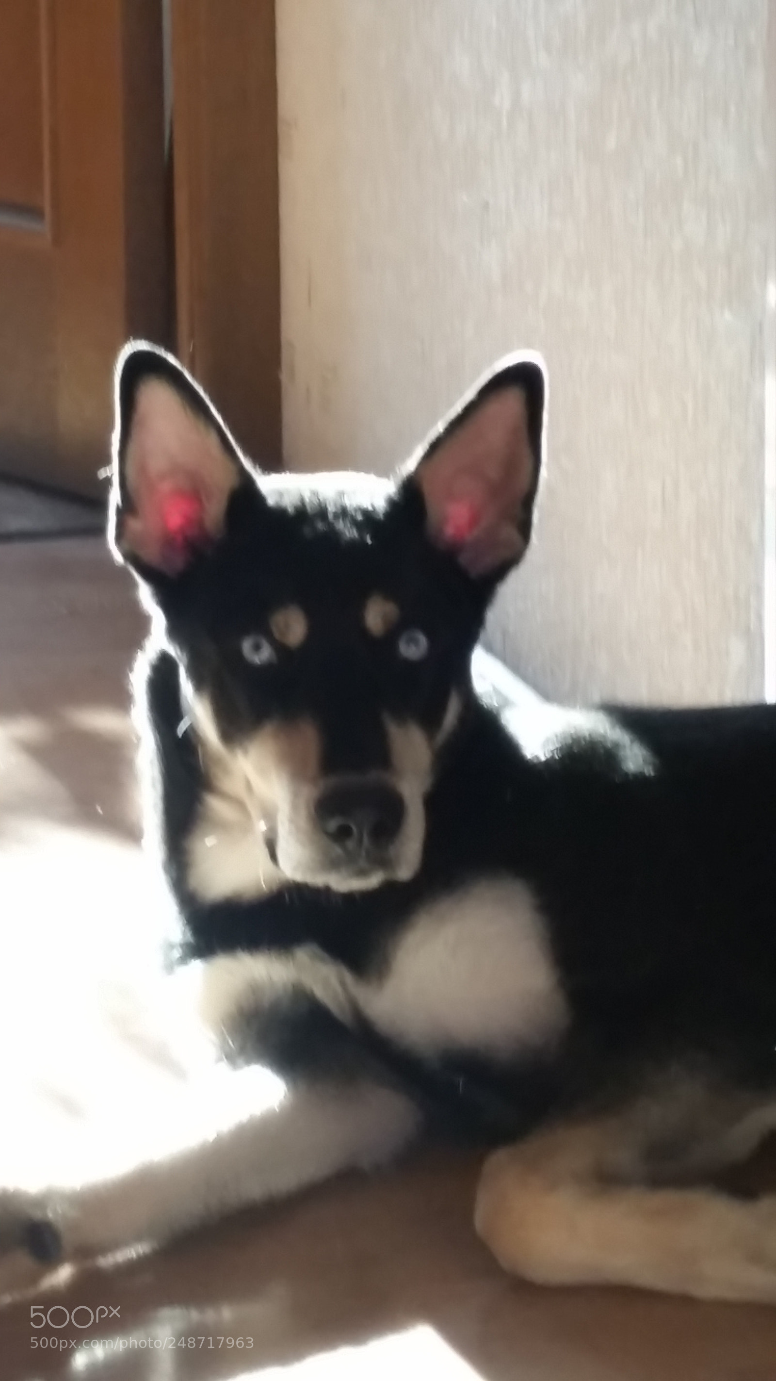 Samsung Galaxy S5 sample photo. My "husky" photography