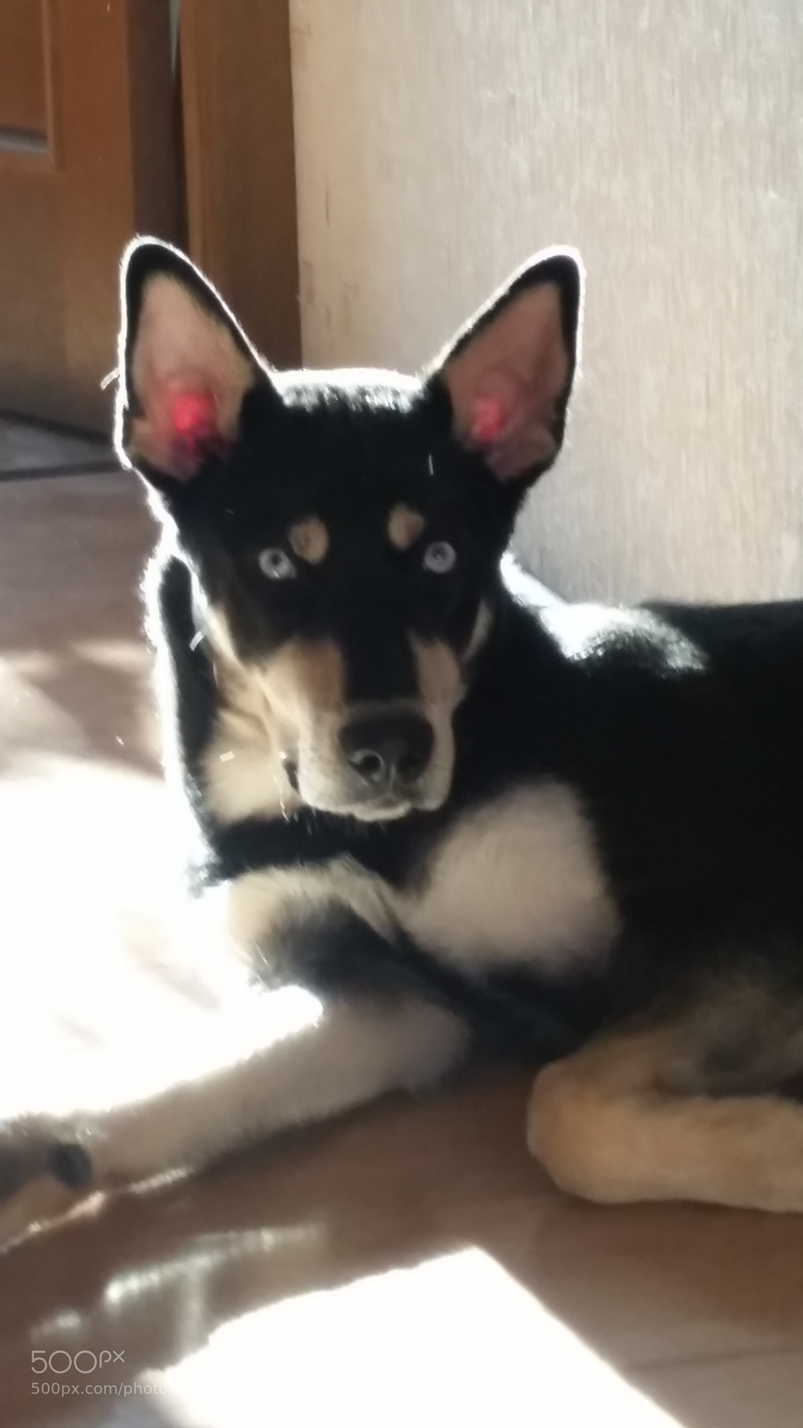Samsung Galaxy S5 sample photo. My "husky" photography