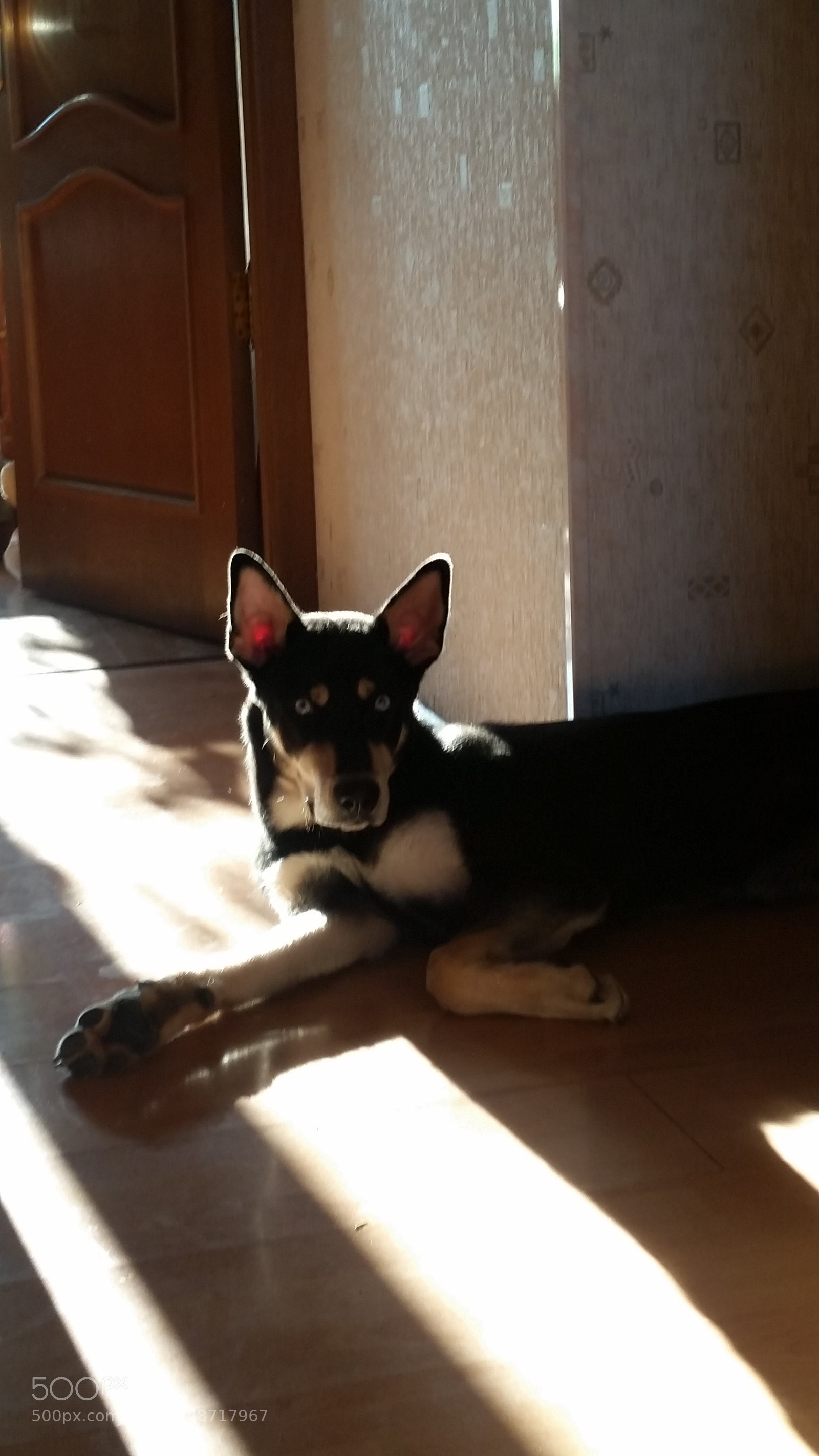 Samsung Galaxy S5 sample photo. My "husky" photography