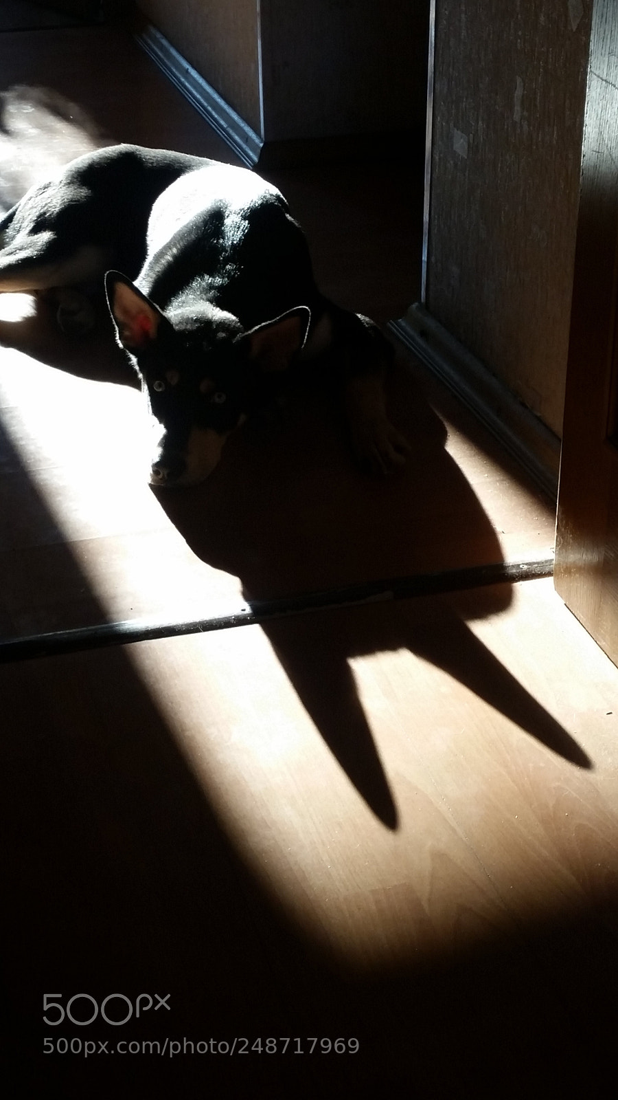 Samsung Galaxy S5 sample photo. My "husky" photography