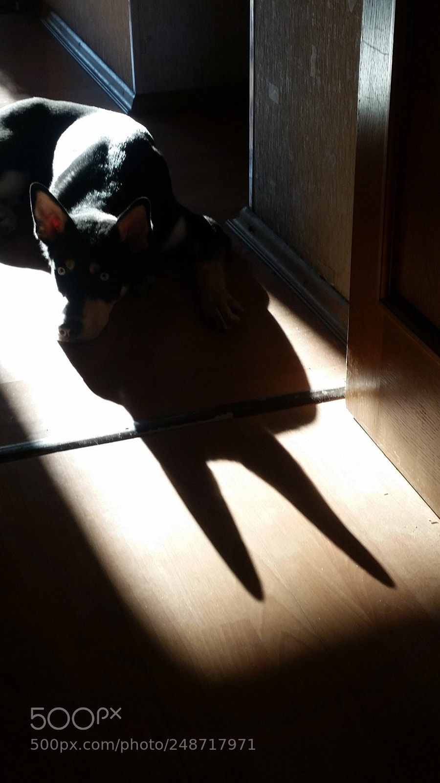 Samsung Galaxy S5 sample photo. My "husky" photography