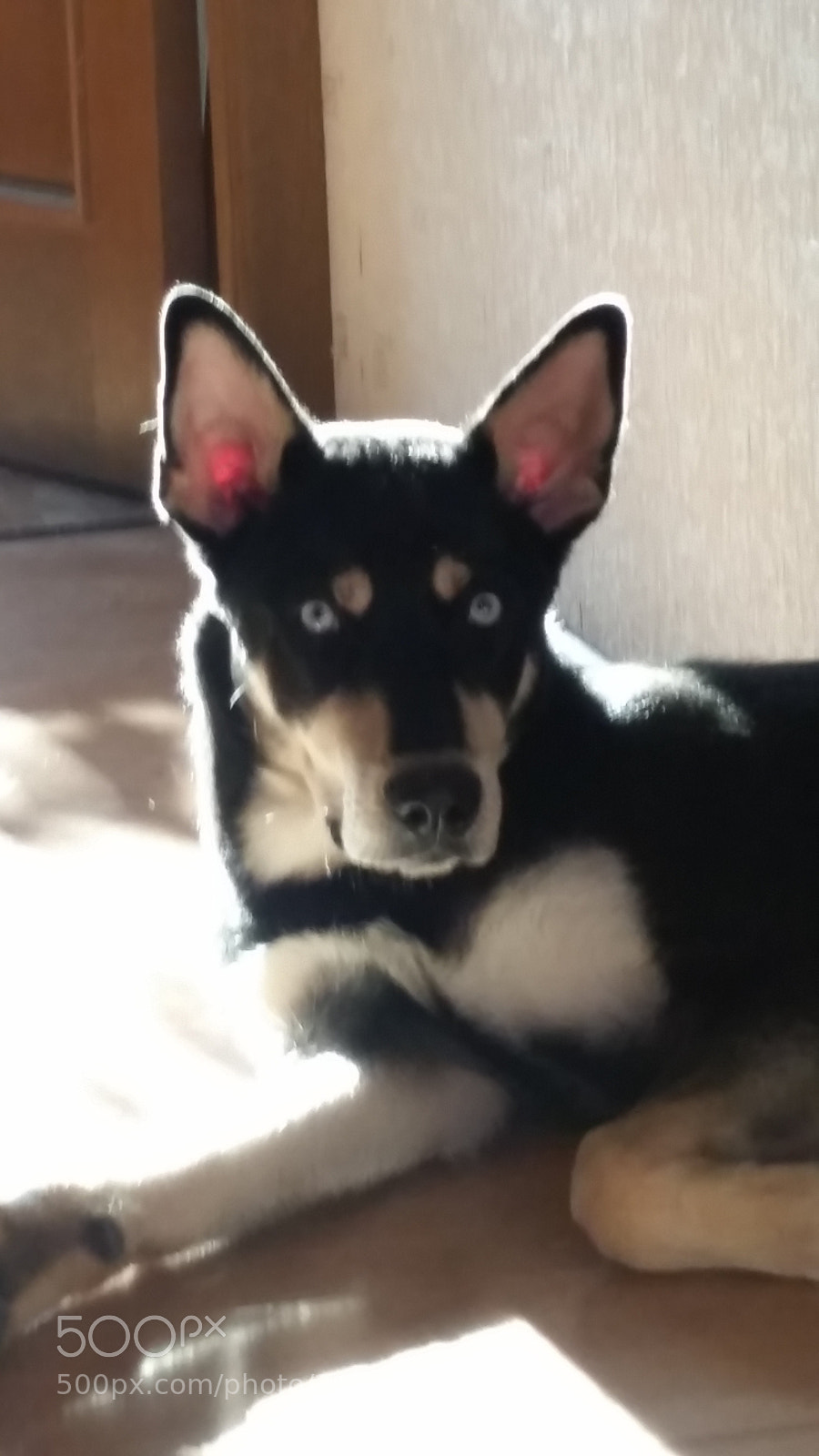 Samsung Galaxy S5 sample photo. My "husky" photography