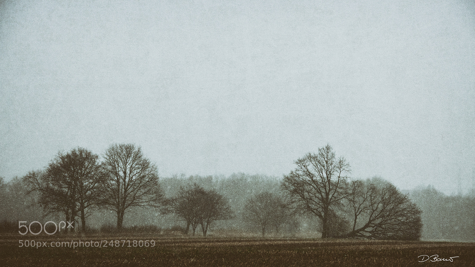 Nikon D300S sample photo. Winter kills photography