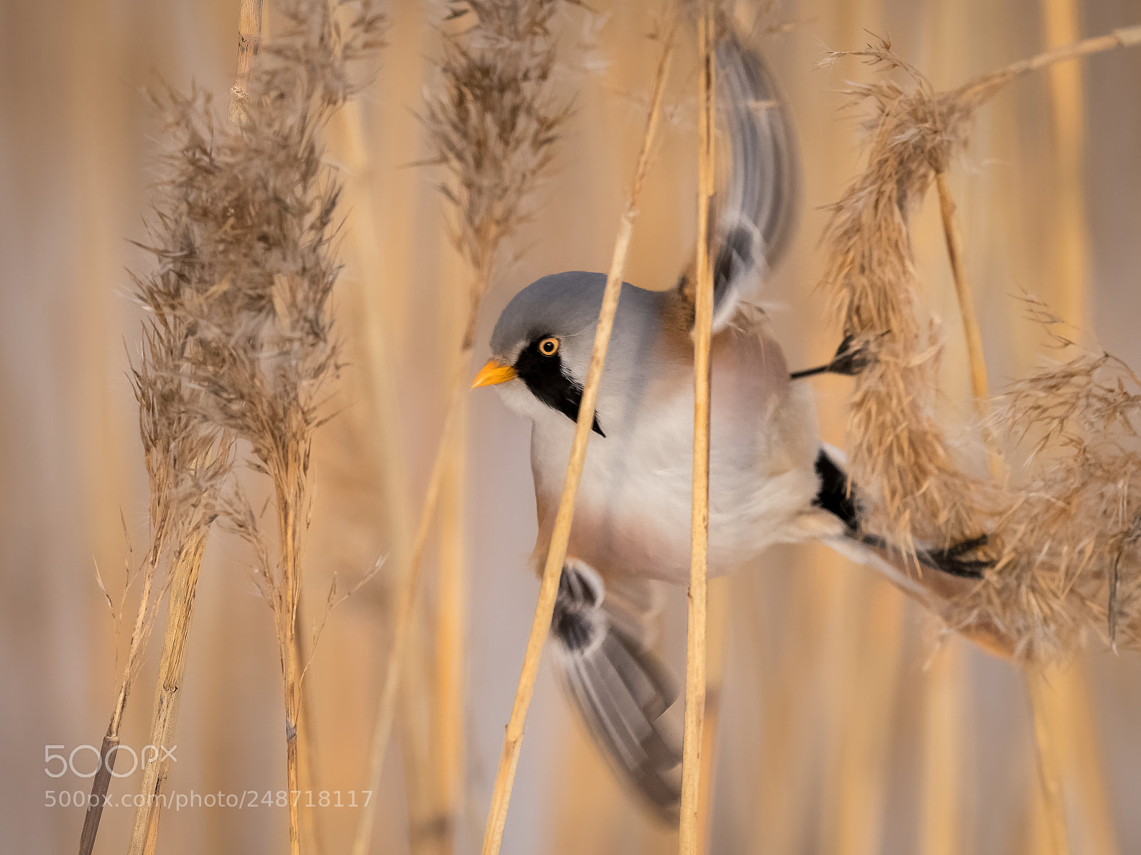 Olympus OM-D E-M1 Mark II sample photo. A bearded tit feeding photography
