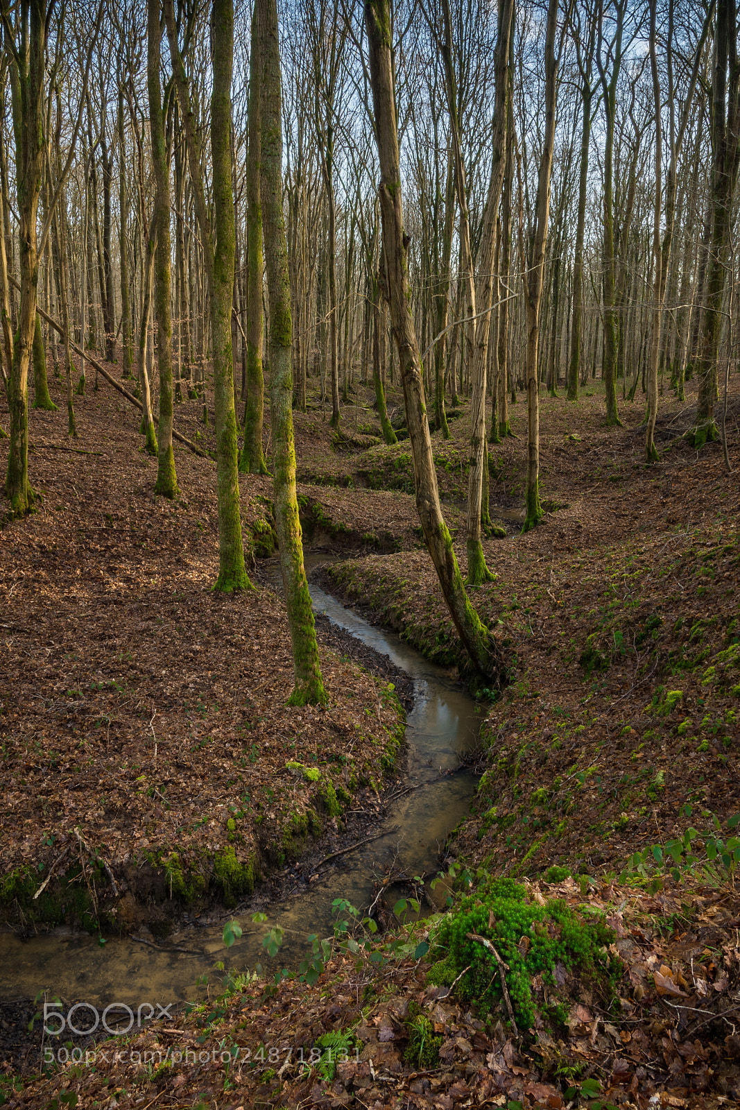Nikon D7200 sample photo. Mormal's forest photography