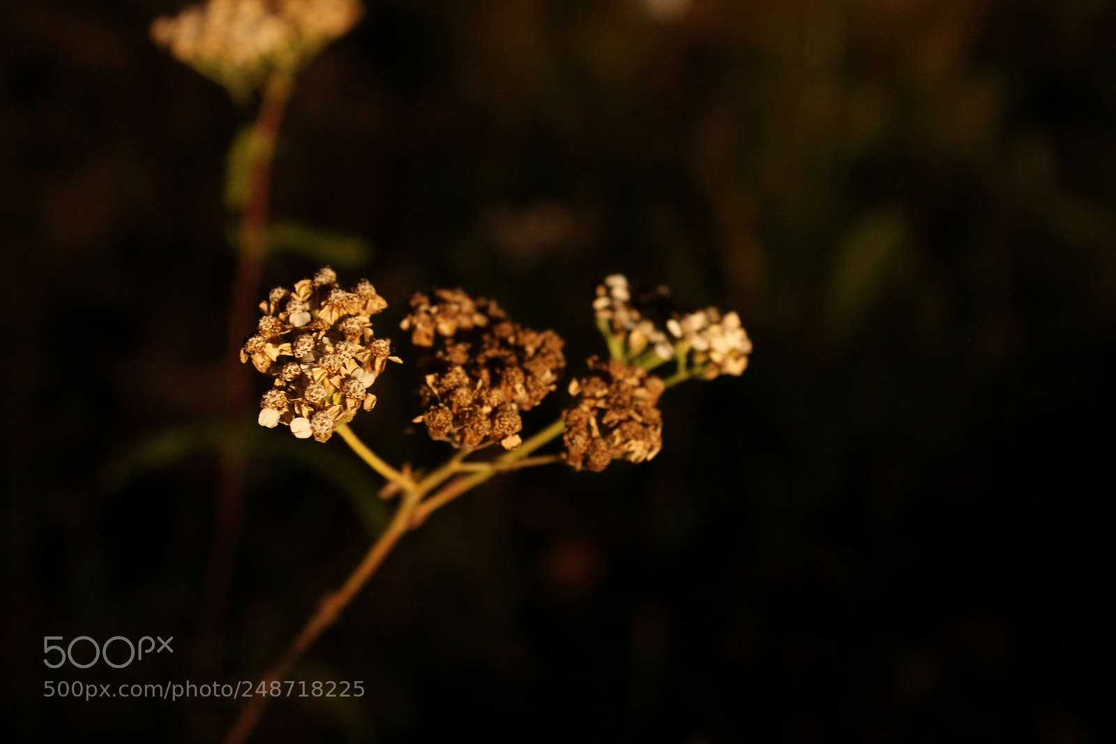 Canon EF-S 18-55mm F3.5-5.6 III sample photo. Img photography