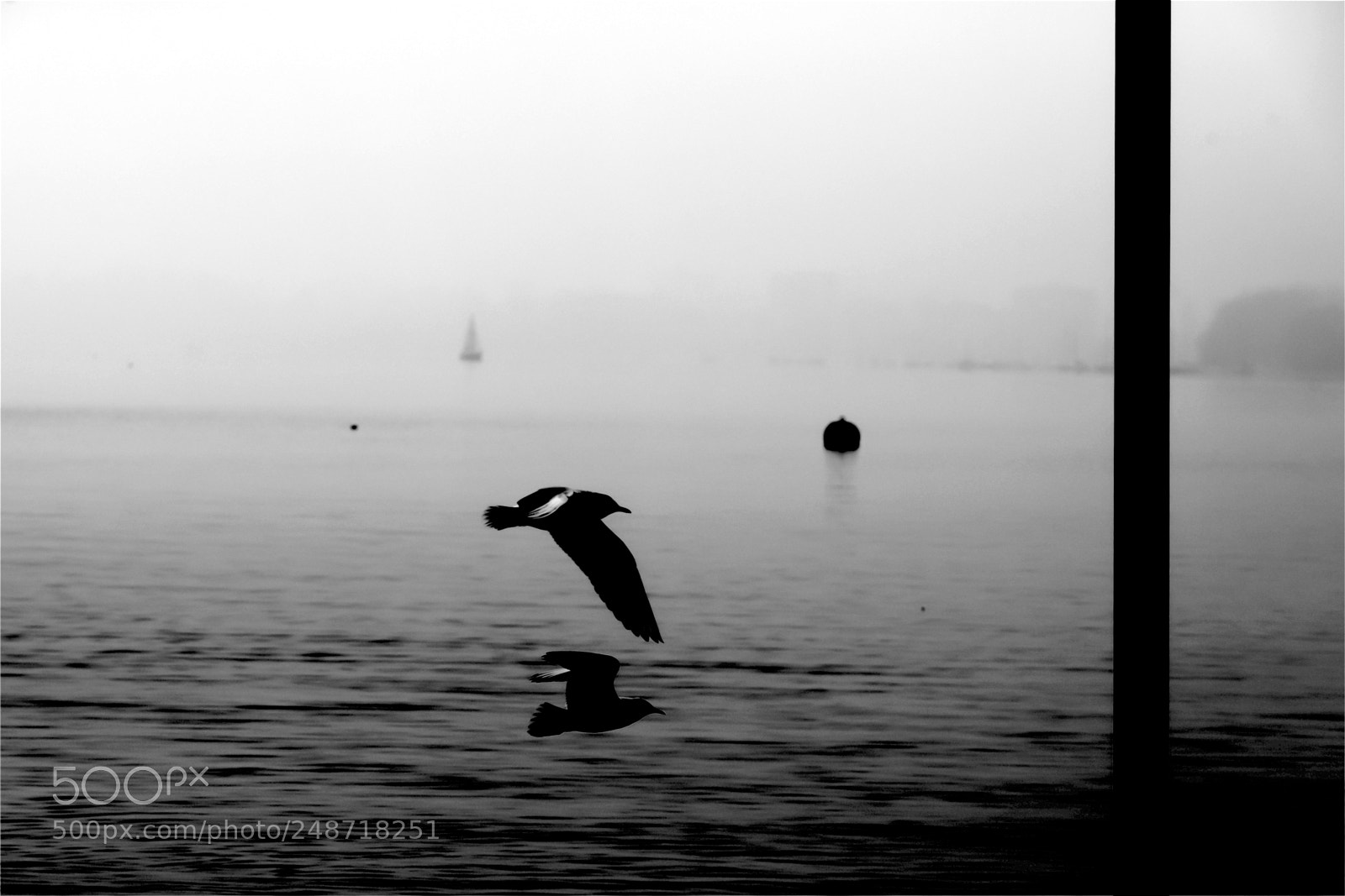 Nikon D610 sample photo. Flying on misty lake photography