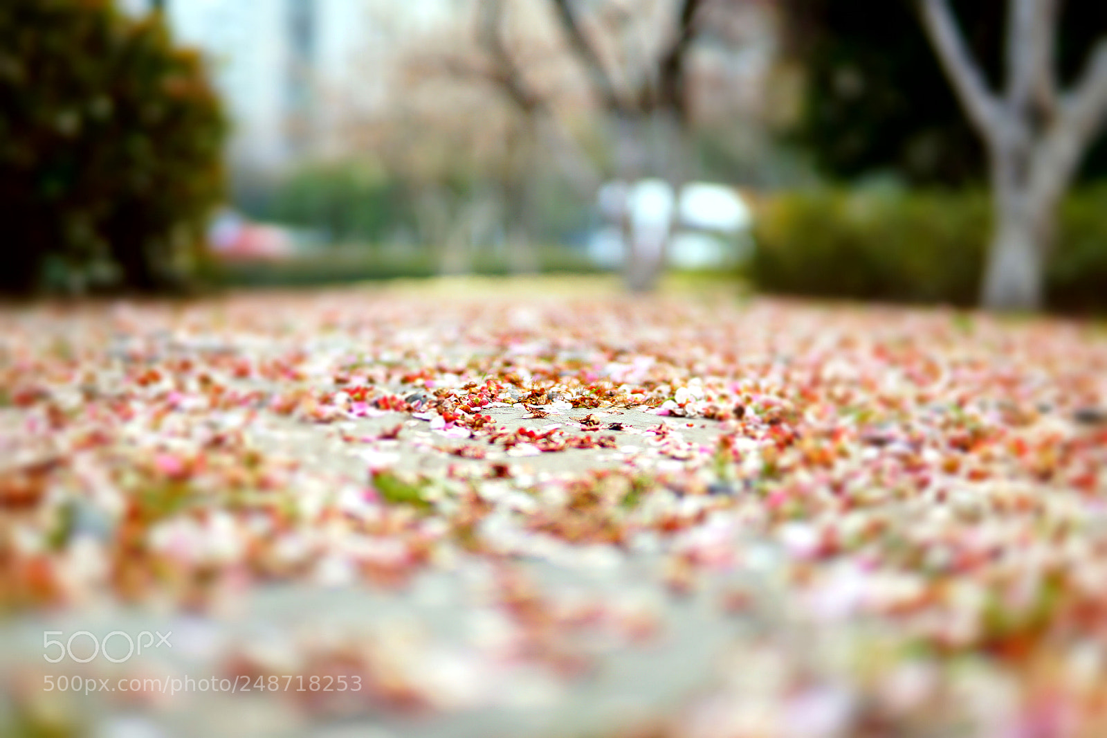 Sony a6000 sample photo. 花路漫步 photography