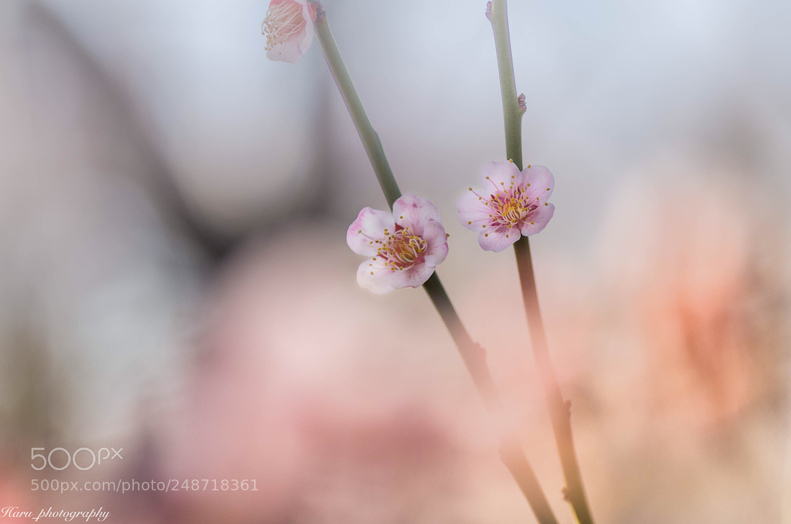 Pentax K-50 sample photo. 春の香り photography