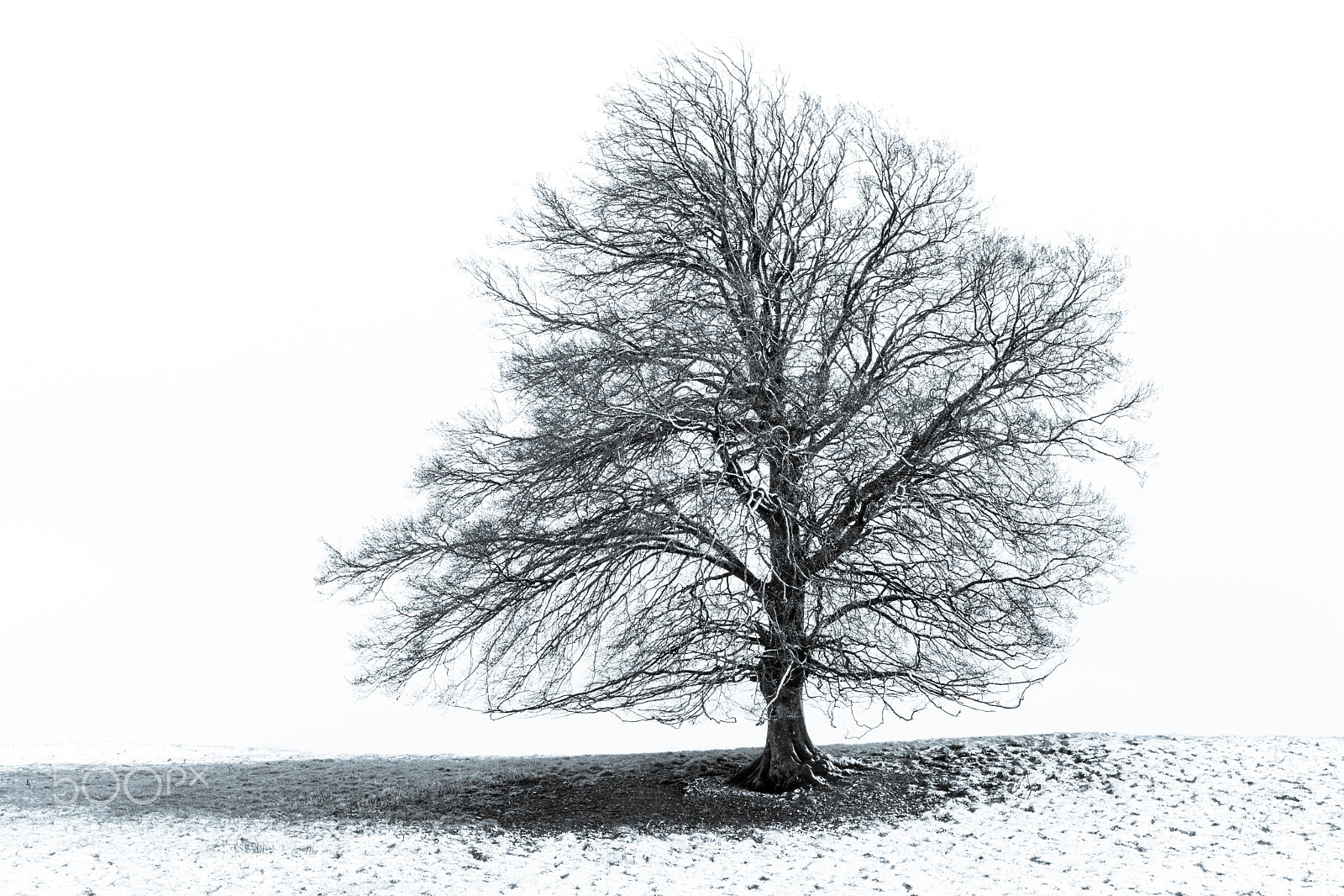 Canon EOS 5DS sample photo. Bw tree in the photography