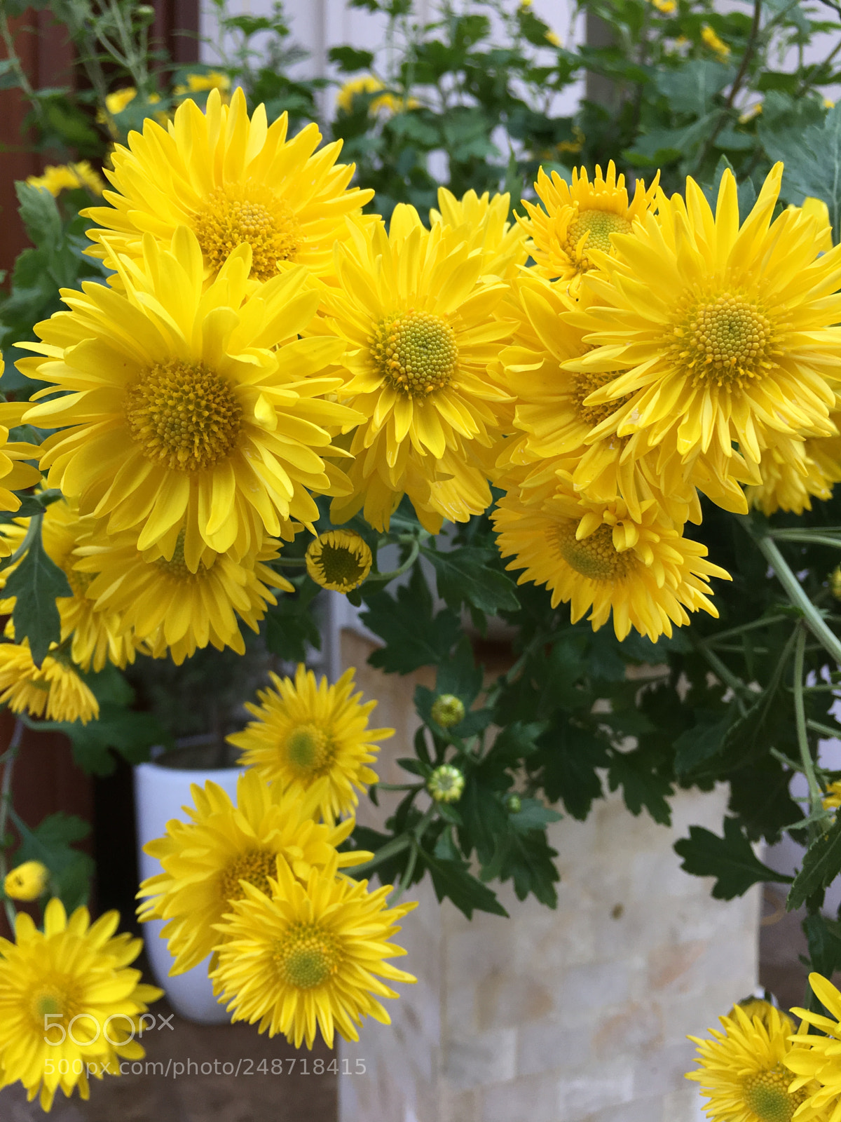 Apple iPhone 6s Plus sample photo. Untitled photography