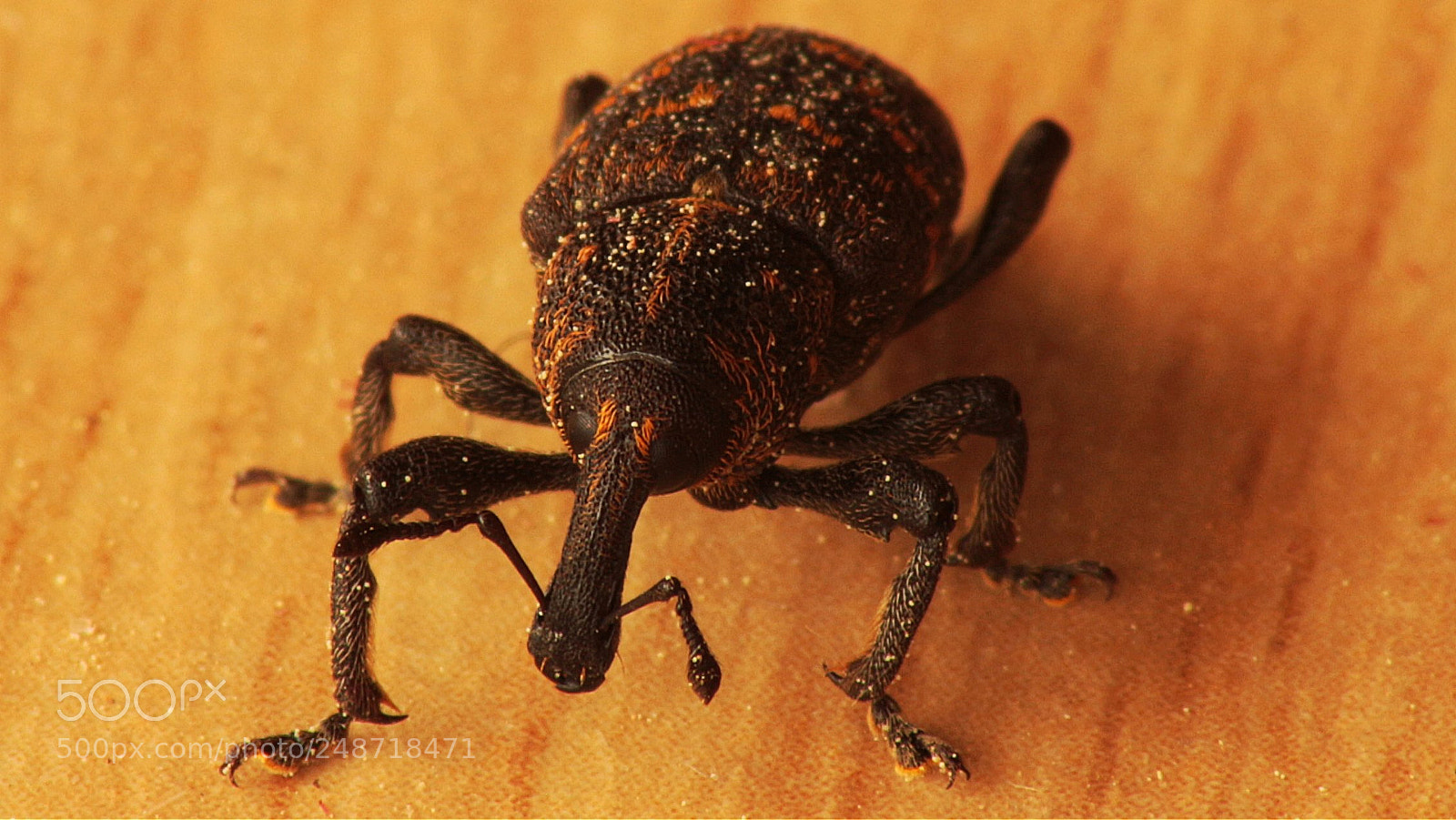 Canon EOS 650D (EOS Rebel T4i / EOS Kiss X6i) sample photo. Macro photography