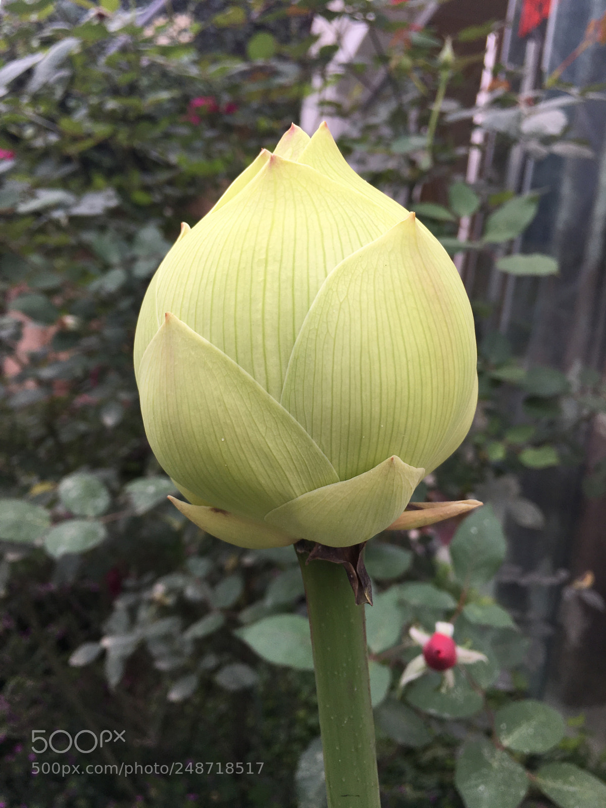 Apple iPhone 6s Plus sample photo. Untitled photography