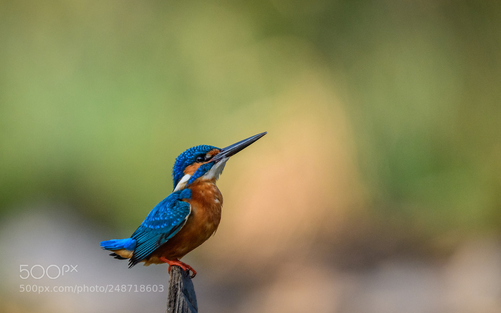 Nikon D500 sample photo. Common kingfisher.. photography