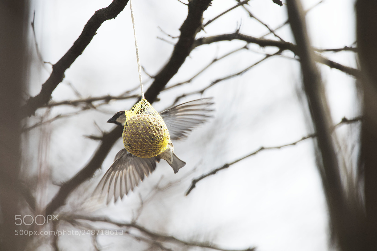 Canon EOS 7D Mark II sample photo. Spatz an f tterung photography