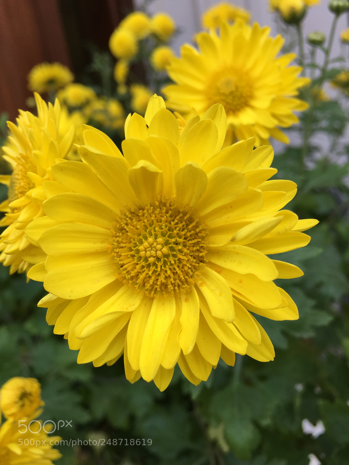 Apple iPhone 6s Plus sample photo. Untitled photography
