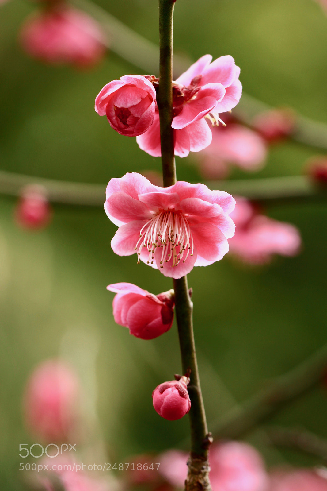 Canon EOS 700D (EOS Rebel T5i / EOS Kiss X7i) sample photo. Blooming... photography