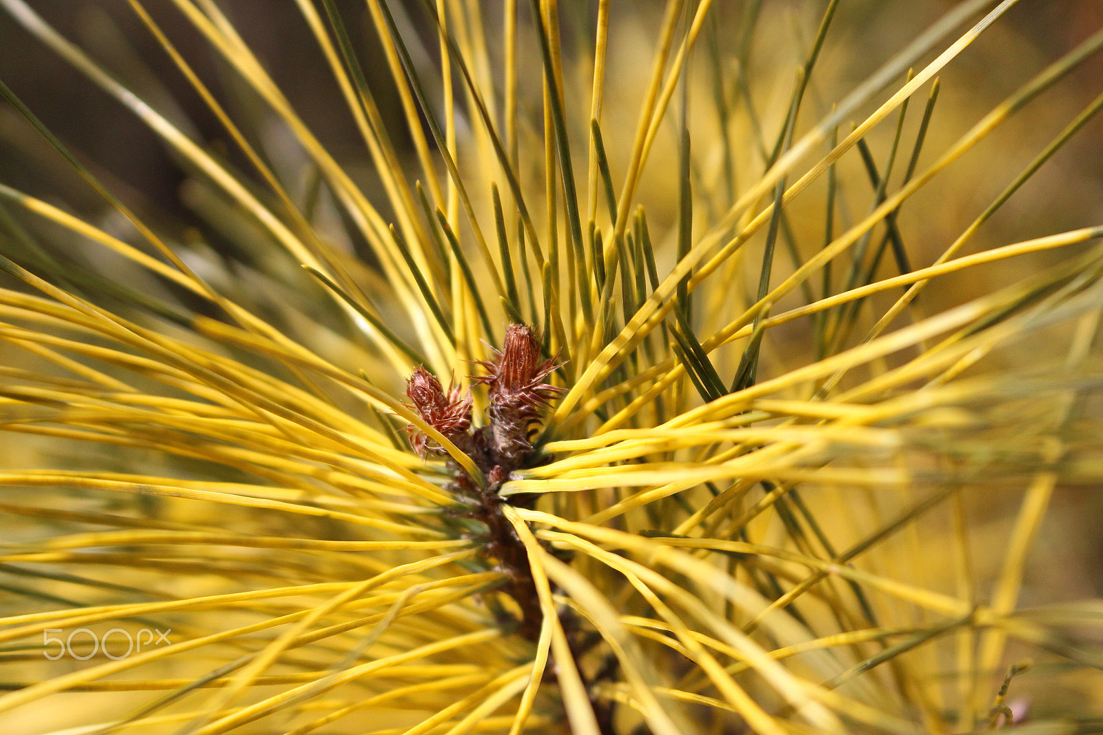 Canon EOS 100D (EOS Rebel SL1 / EOS Kiss X7) sample photo. Pine with yellow leaves photography