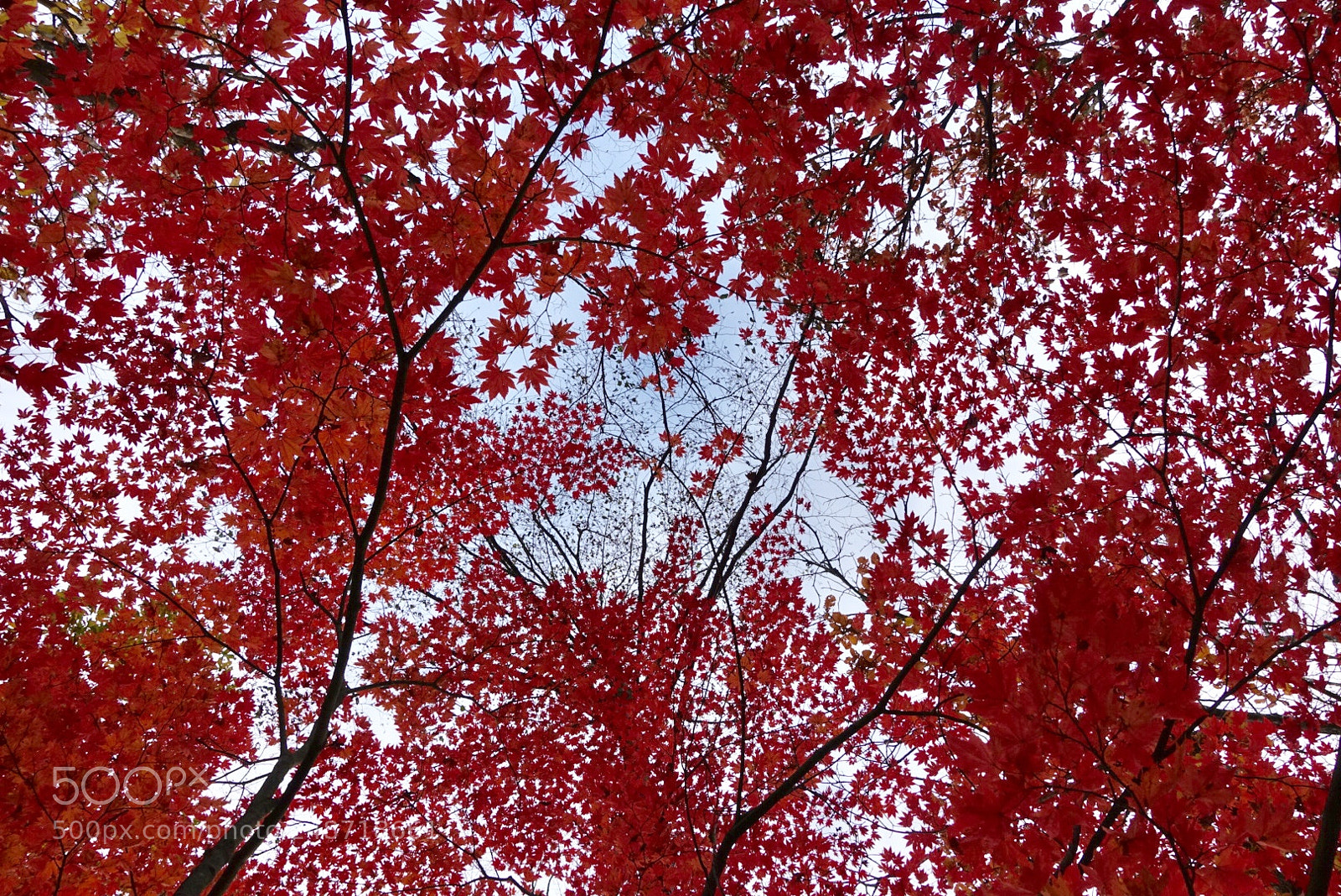 Sony Cyber-shot DSC-RX100 IV sample photo. Red world photography
