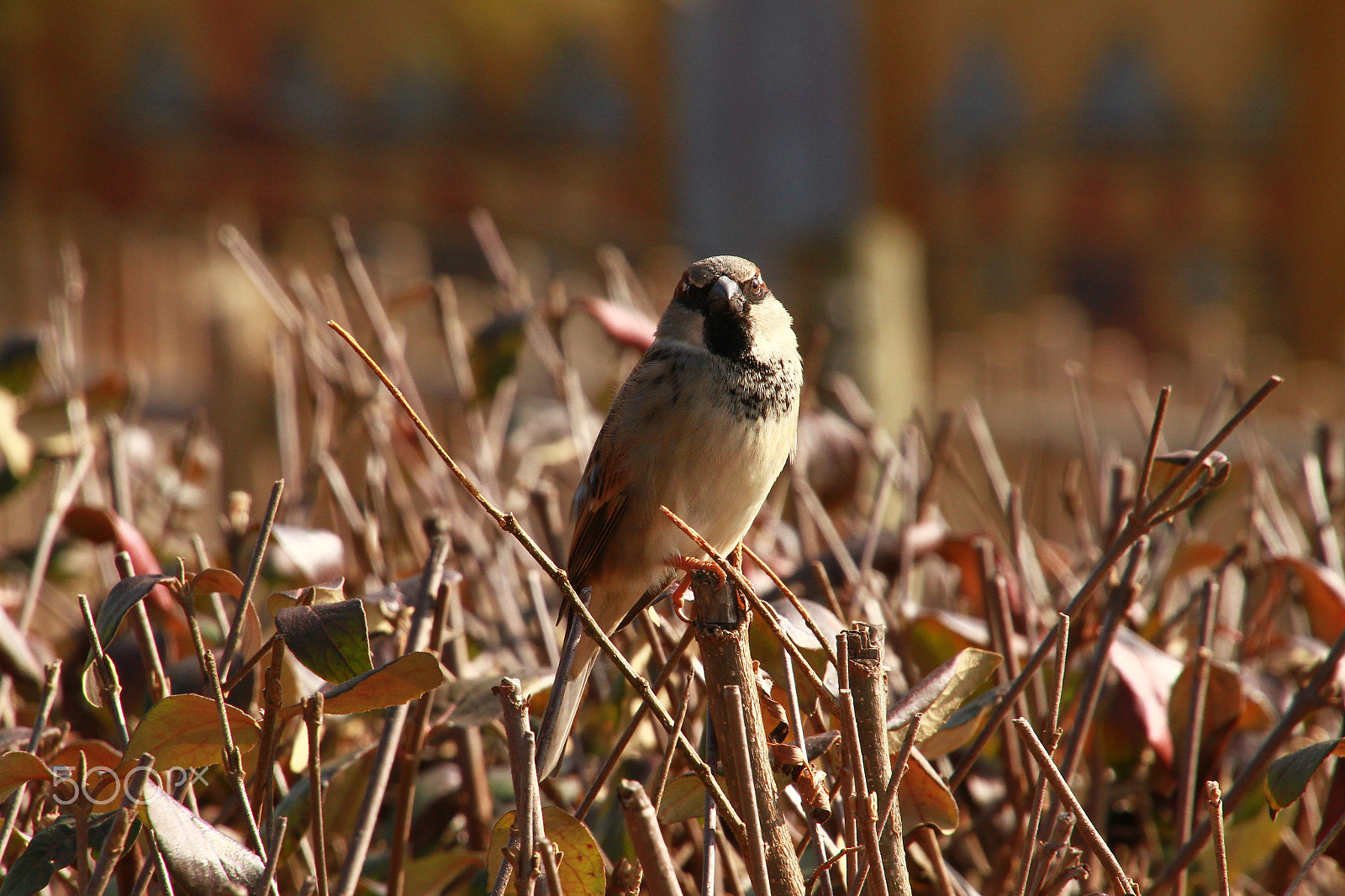 Canon EOS 7D sample photo. Winter finch photography