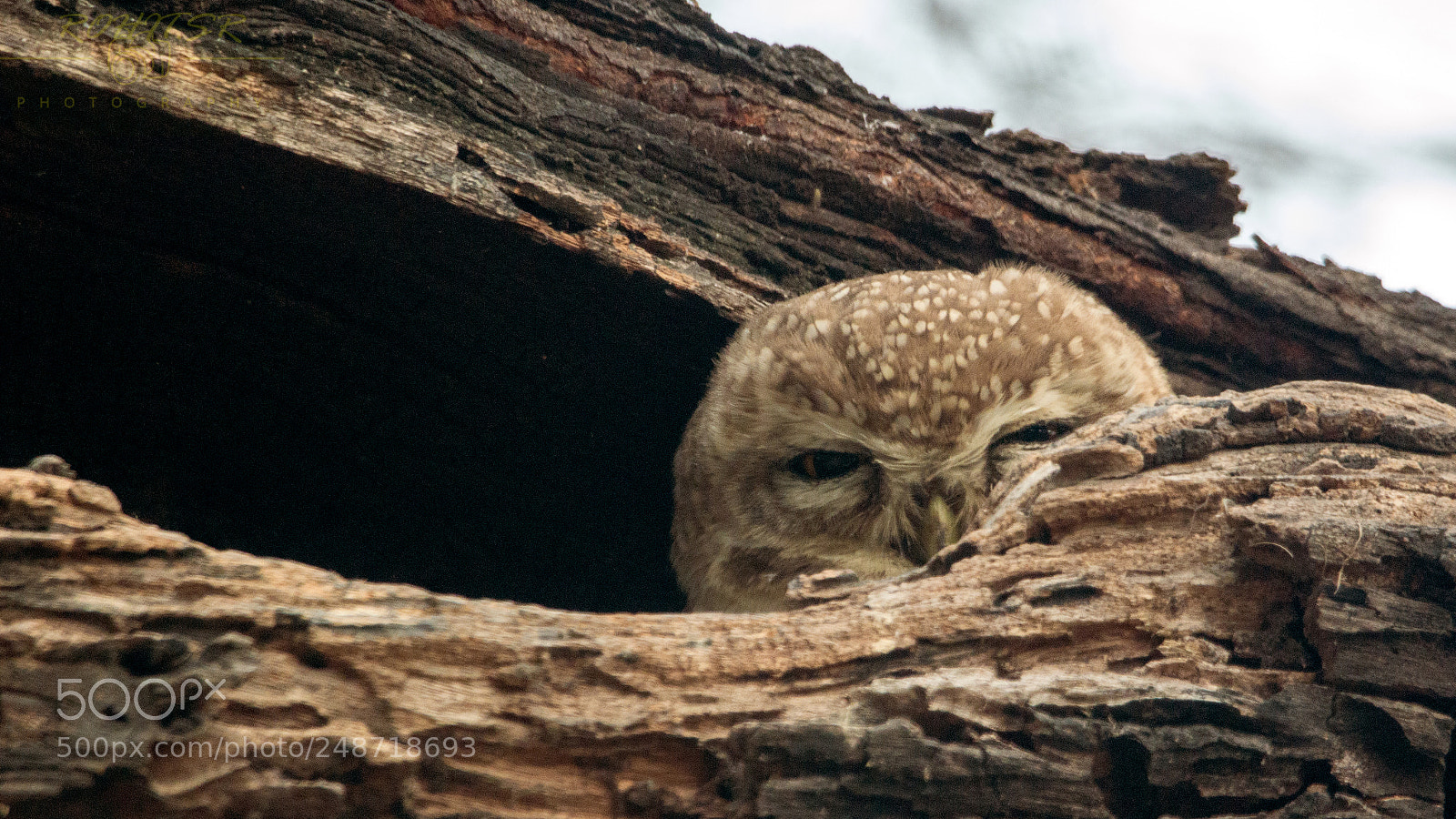 Nikon D3200 sample photo. Hide and seek photography