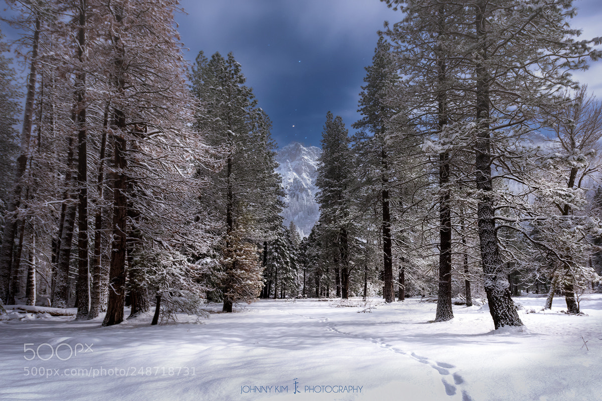 Nikon D810 sample photo. Moonlight sonata  photography