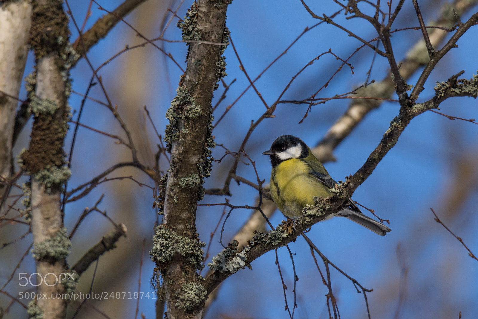 Nikon D7200 sample photo. Great tit in winter photography