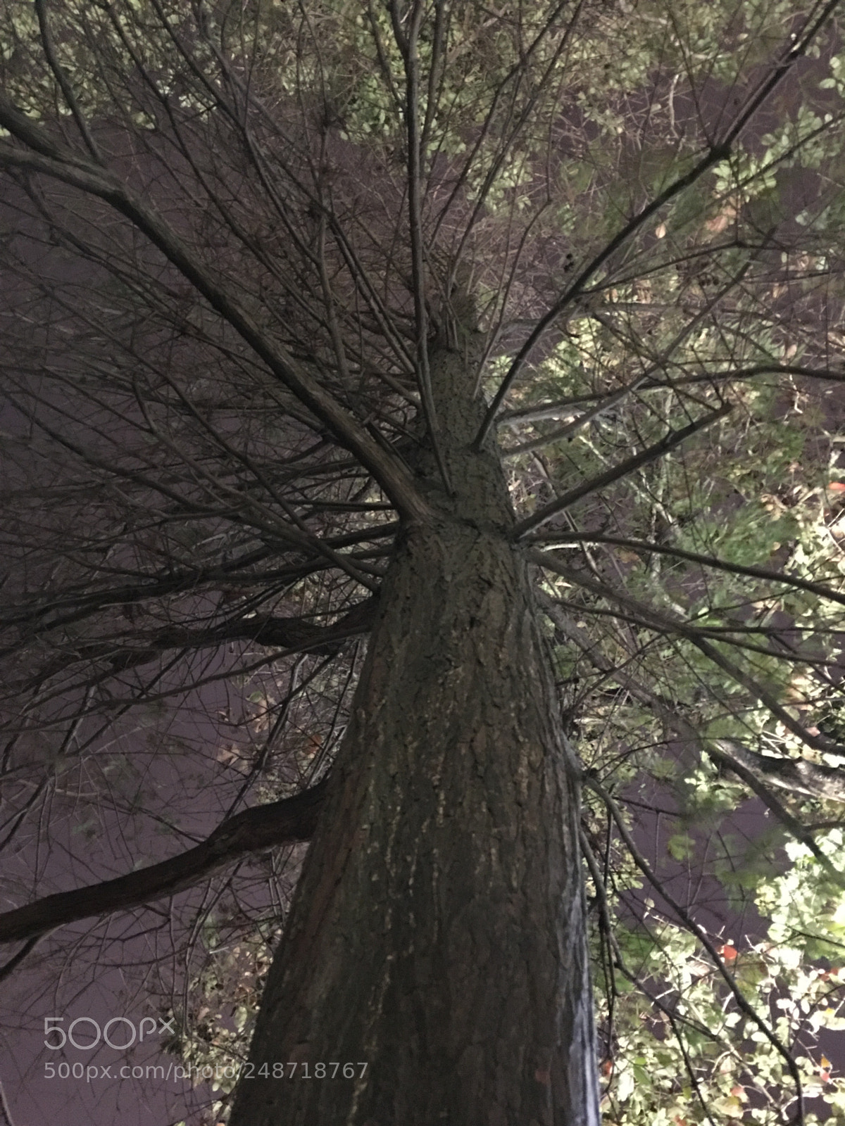 Apple iPhone 6s Plus sample photo. Untitled photography