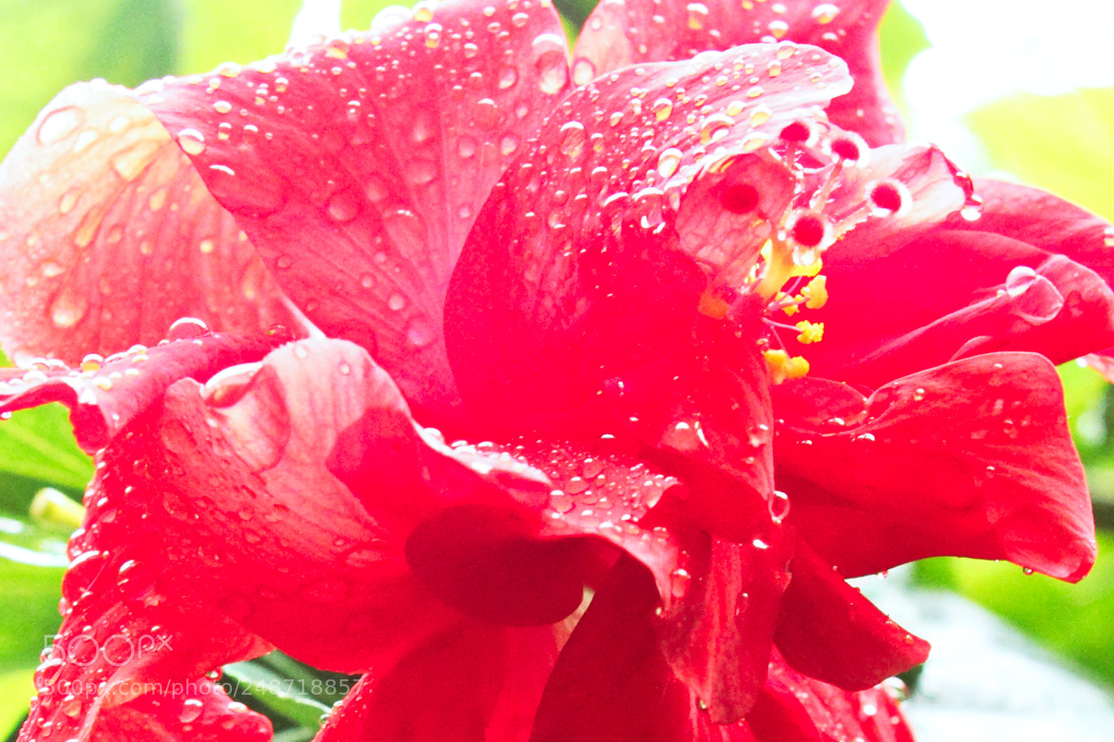 Canon EOS 7D sample photo. Raindrop flower photography