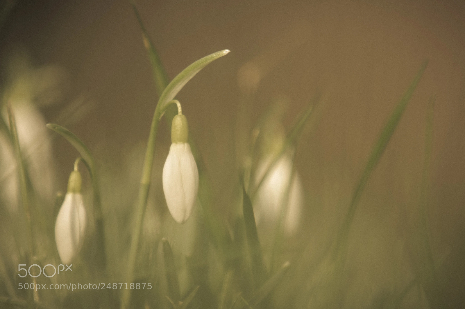 Canon EOS 80D sample photo. Snowdrops photography