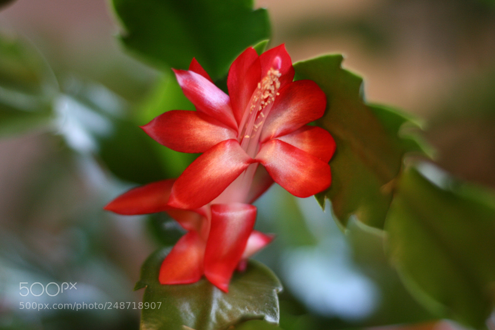Canon EOS 400D (EOS Digital Rebel XTi / EOS Kiss Digital X) sample photo. Christmas cactus bloom photography