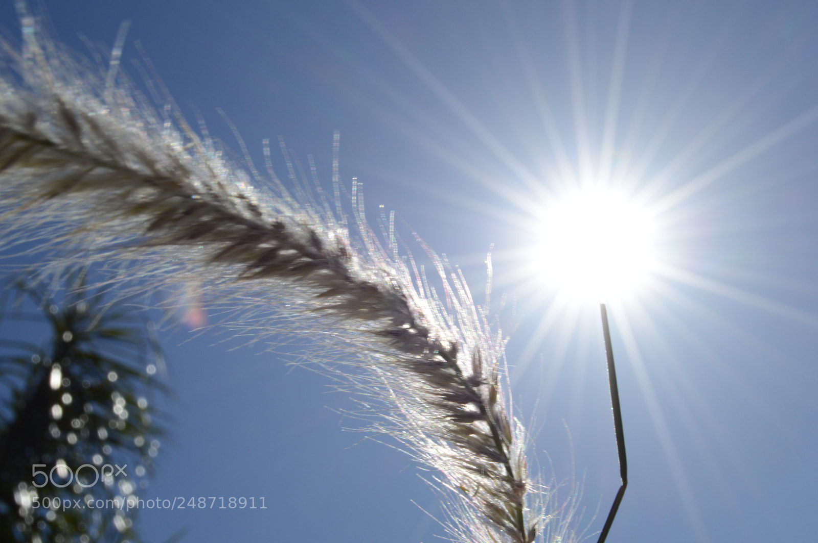 Nikon D3200 sample photo. Light photography