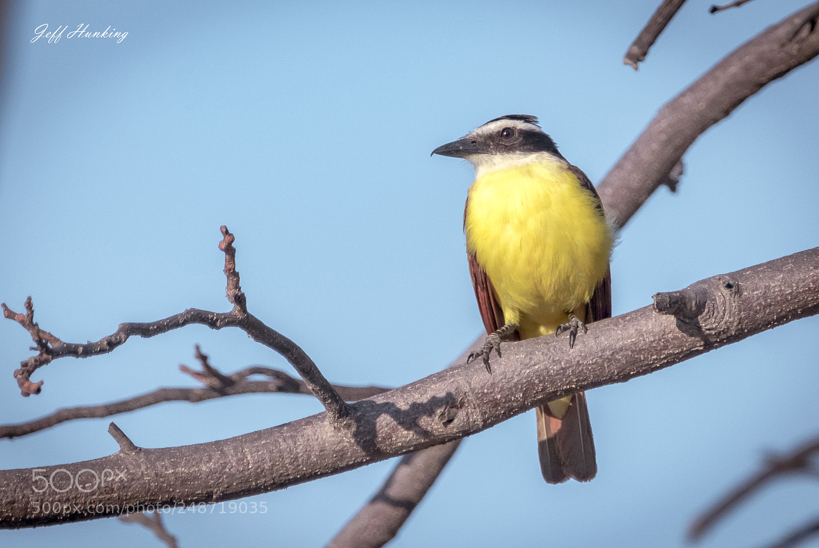 Canon EOS 7D Mark II sample photo. Boat-billed flycatcher photography