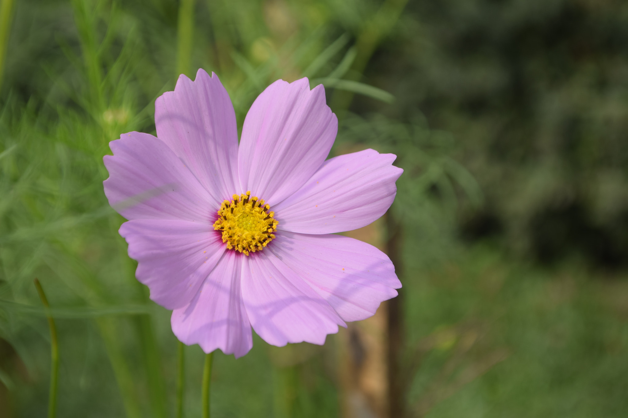 Nikon D5300 sample photo. Flower photography