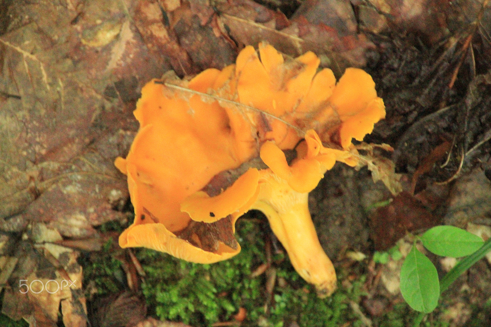Canon EOS 7D sample photo. Gold mushroom photography