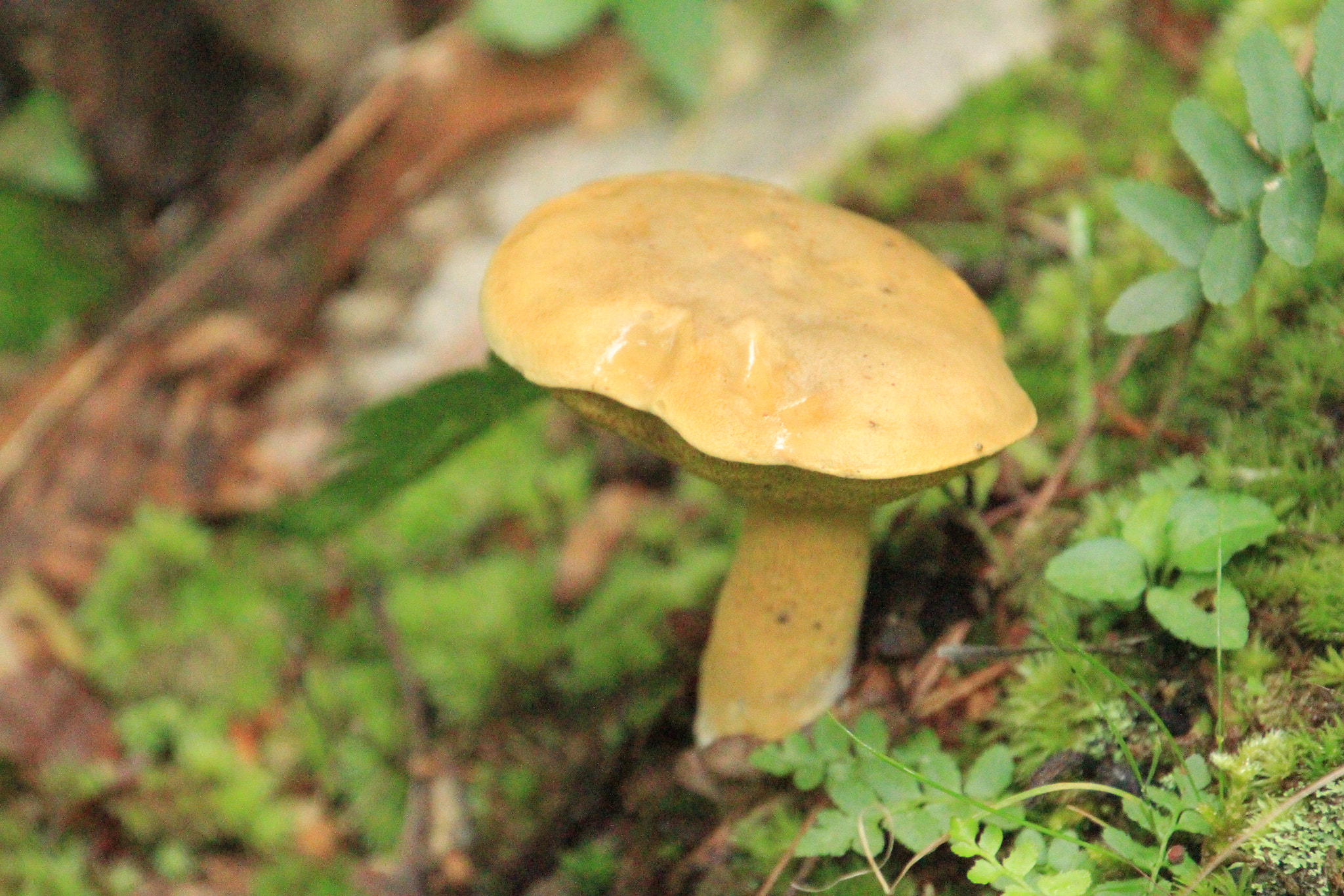 Canon EOS 7D sample photo. Tan mushroom forest floor photography