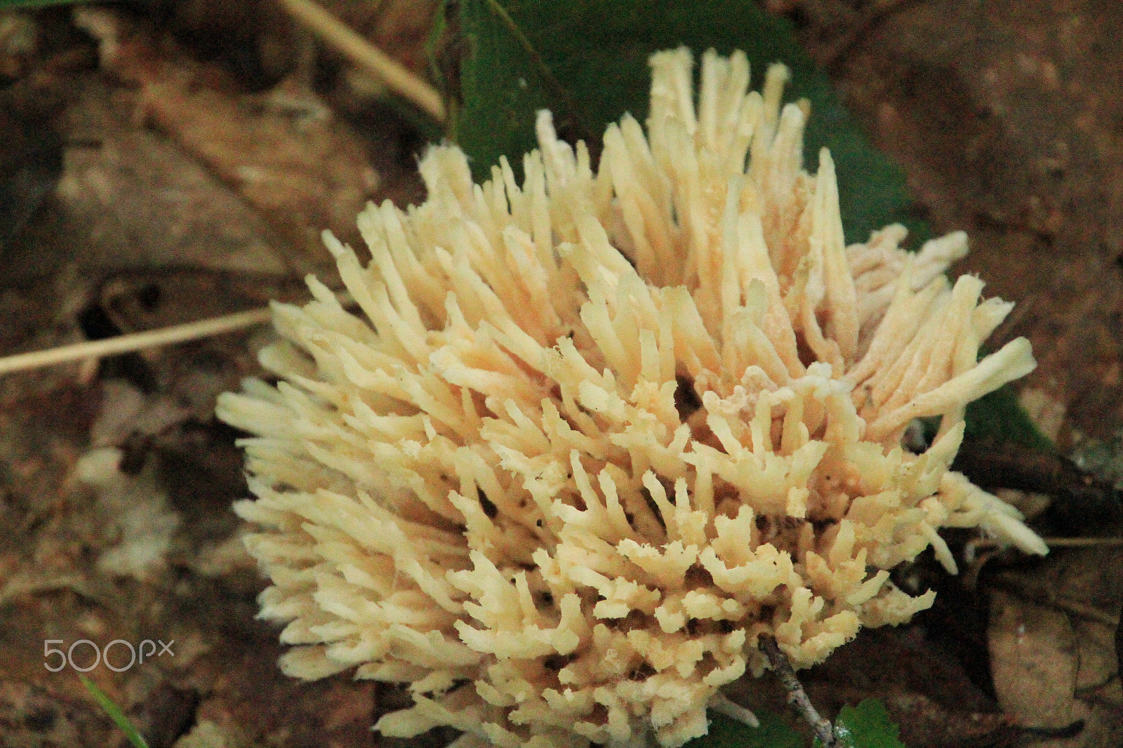 Canon EOS 7D sample photo. White mushroom photography