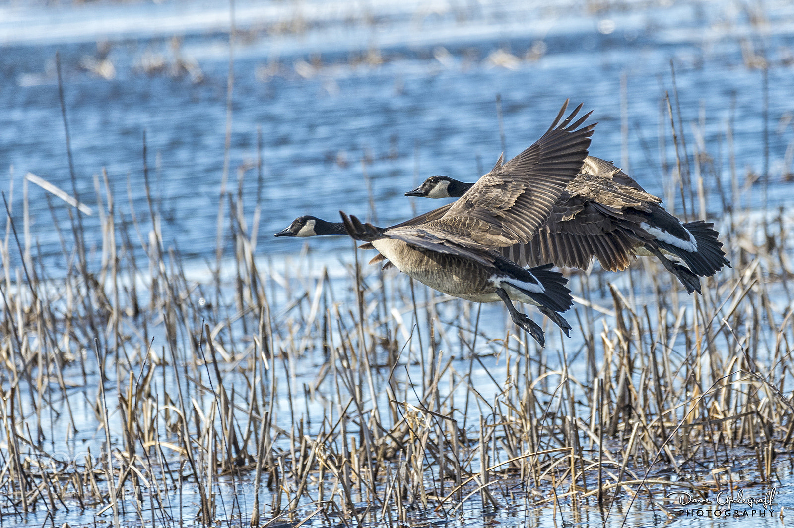 Nikon D4 sample photo. Geese in flight photography