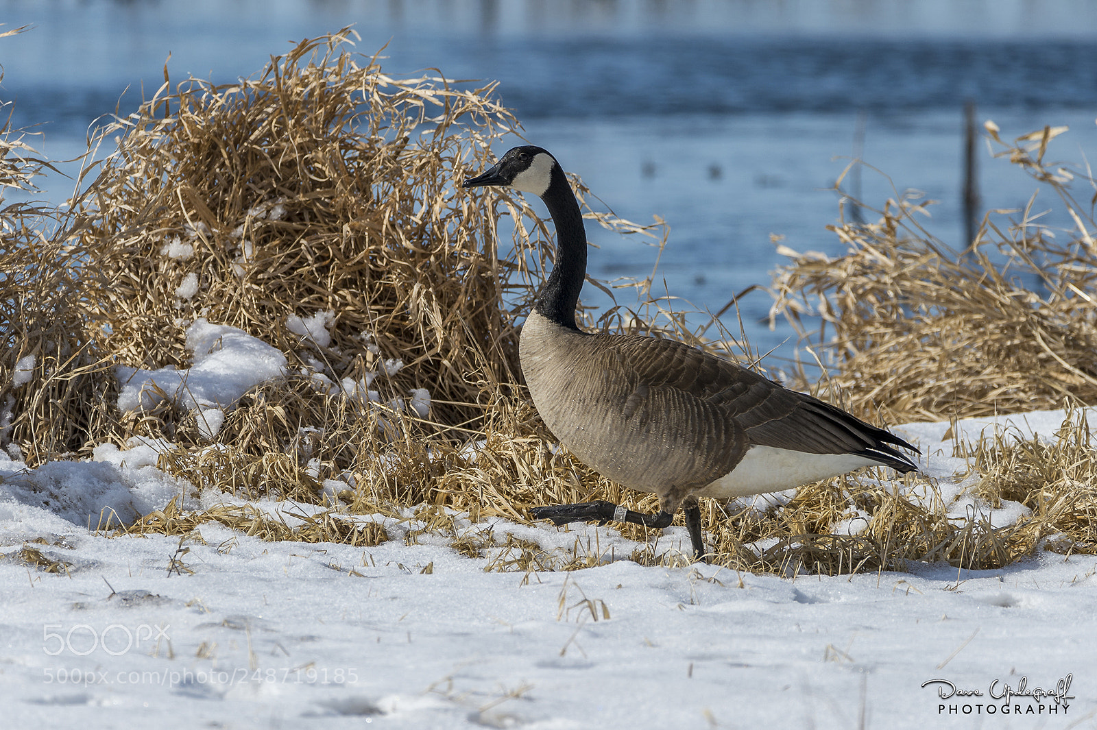 Nikon D4 sample photo. Canadian goose photography