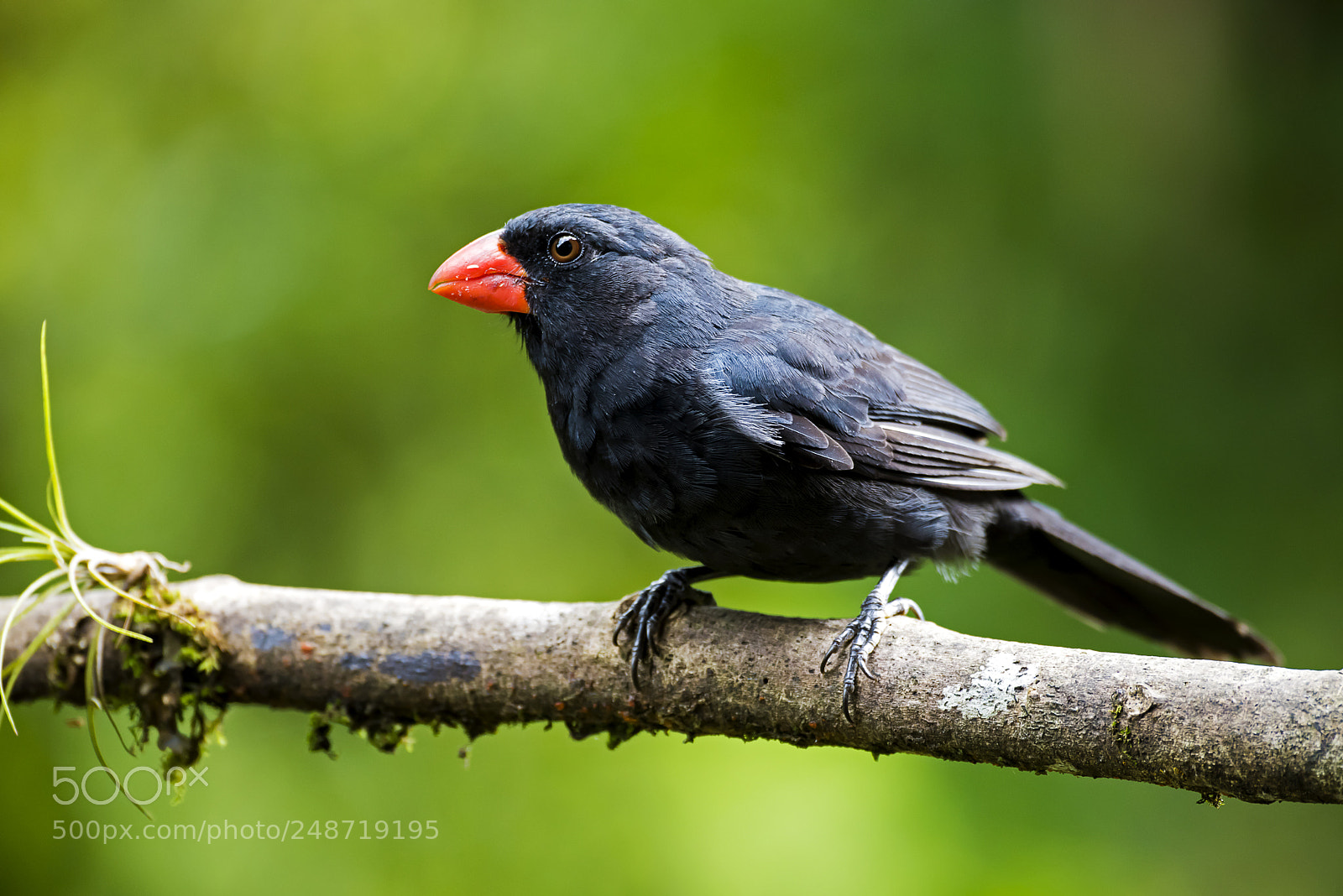 Nikon D810 sample photo. Black-throated grosbeak photography