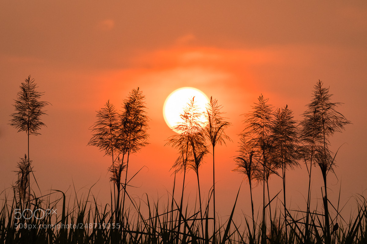 Nikon D500 sample photo. Sugarcane sunrise photography