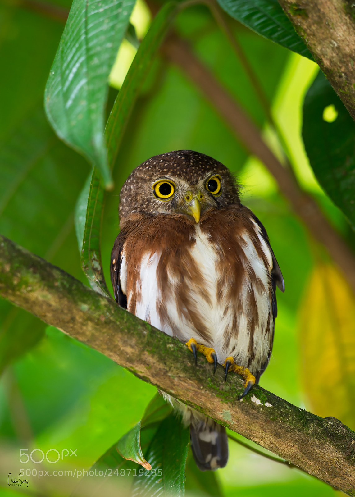 Nikon D4 sample photo. Central american pygmy owl photography
