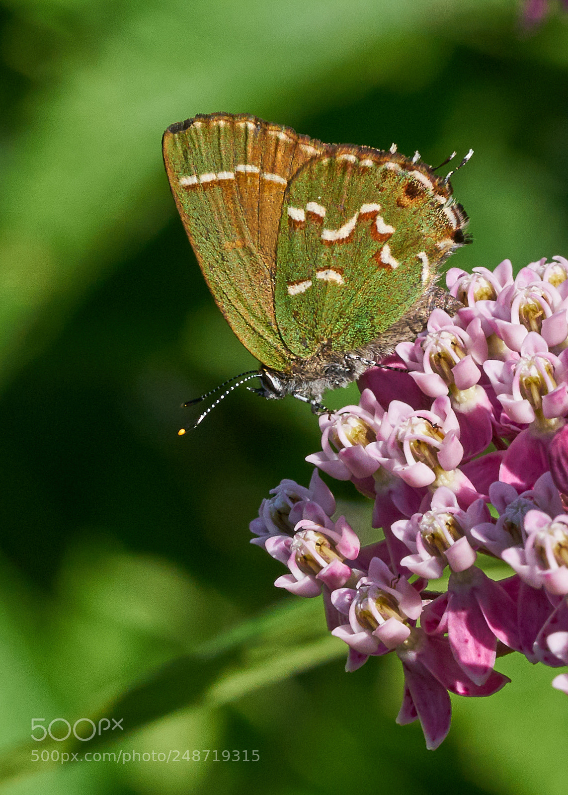 Sony a7R II sample photo. Juniper hairstreak on rose photography