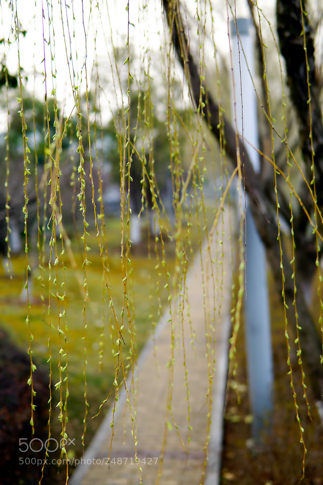 Sony a6000 sample photo. 嫩柳如雨丝 photography