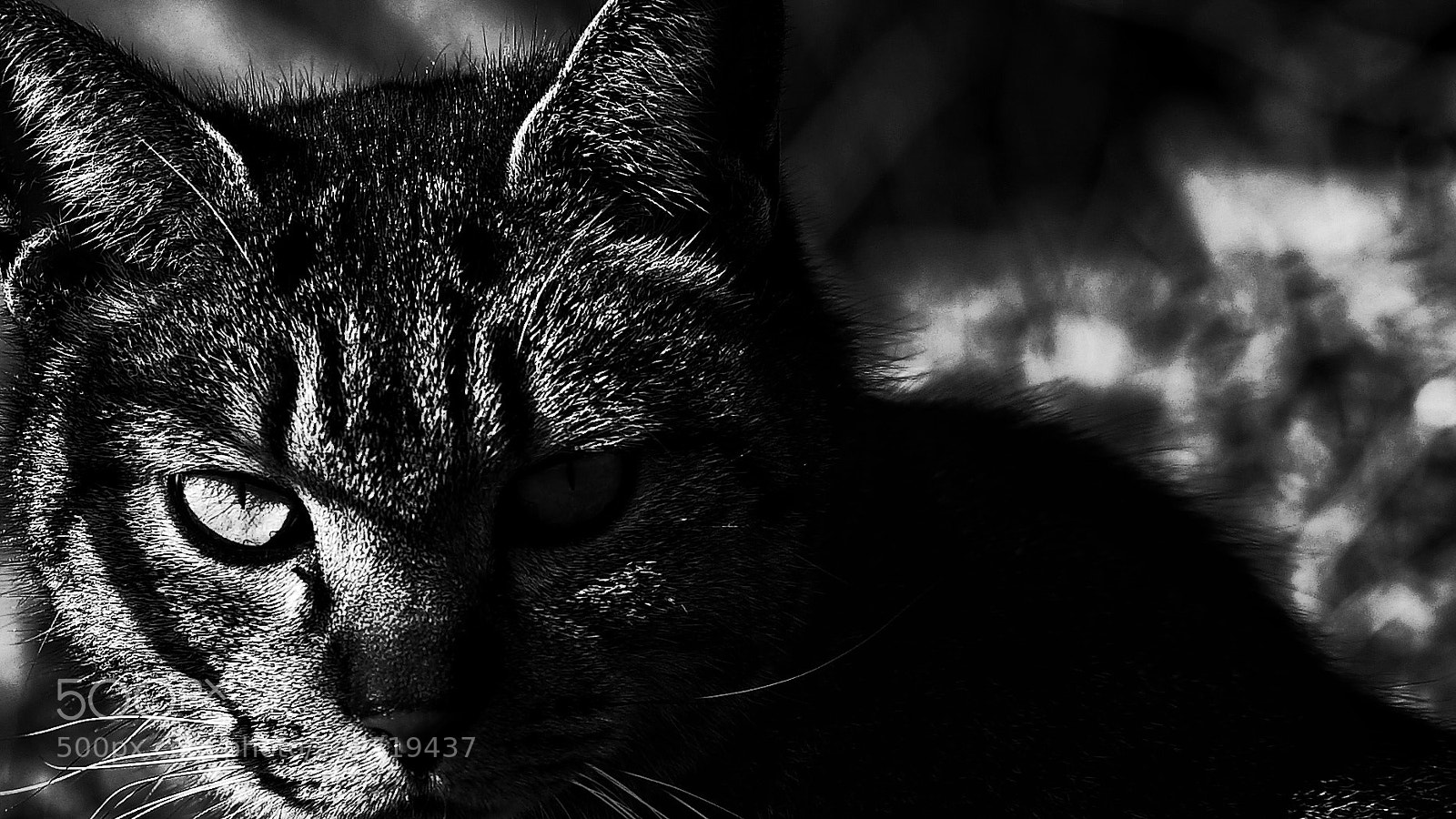 Sony a7S sample photo. Eyes photography