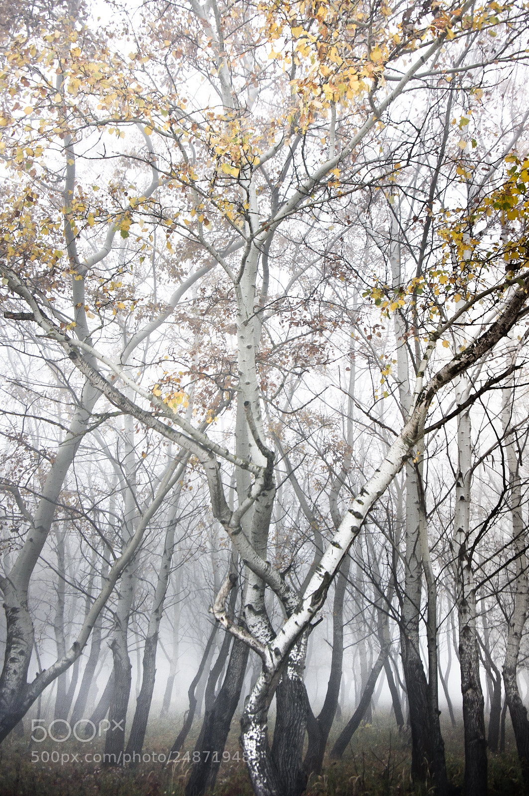 Pentax K-x sample photo. Trees photography