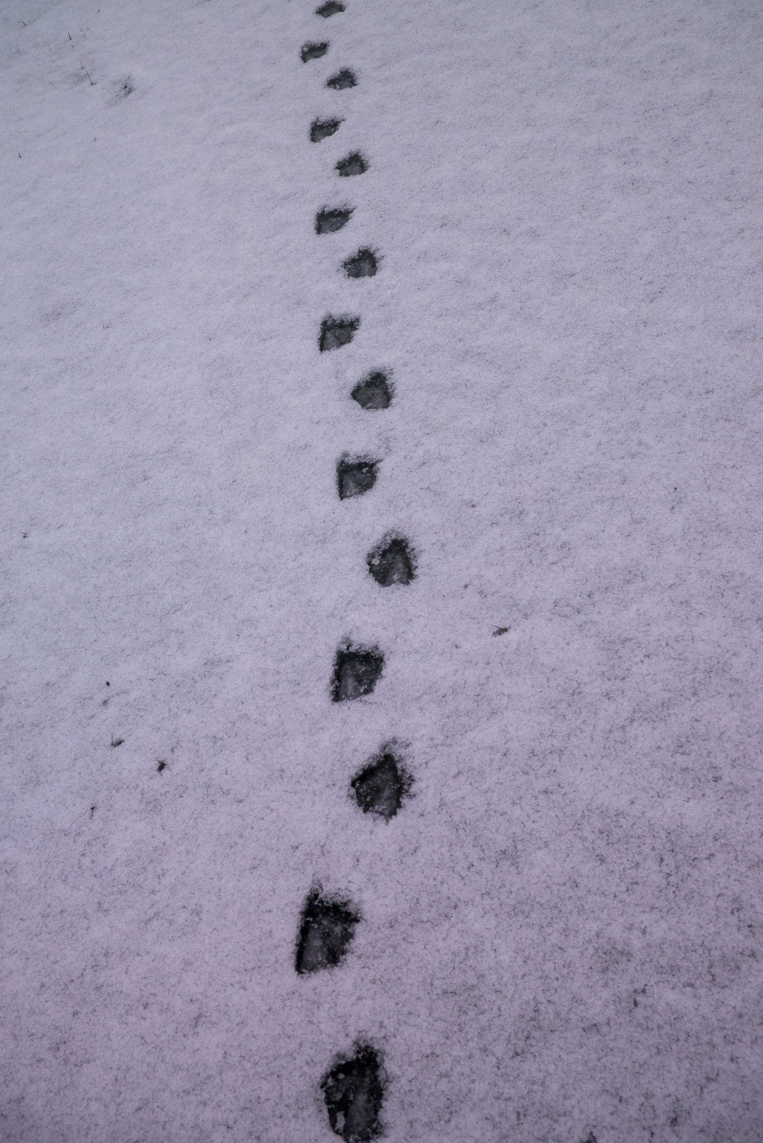 Panasonic Lumix DMC-GX1 sample photo. Tracks - dachshund named maja photography