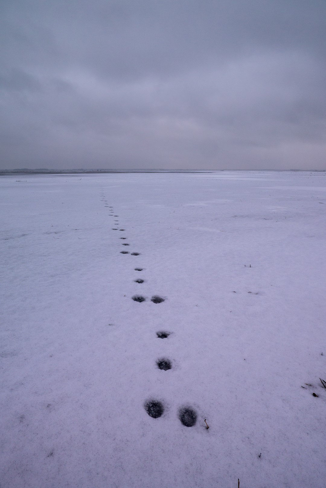 Panasonic Lumix DMC-GX1 sample photo. Tracks - hare photography