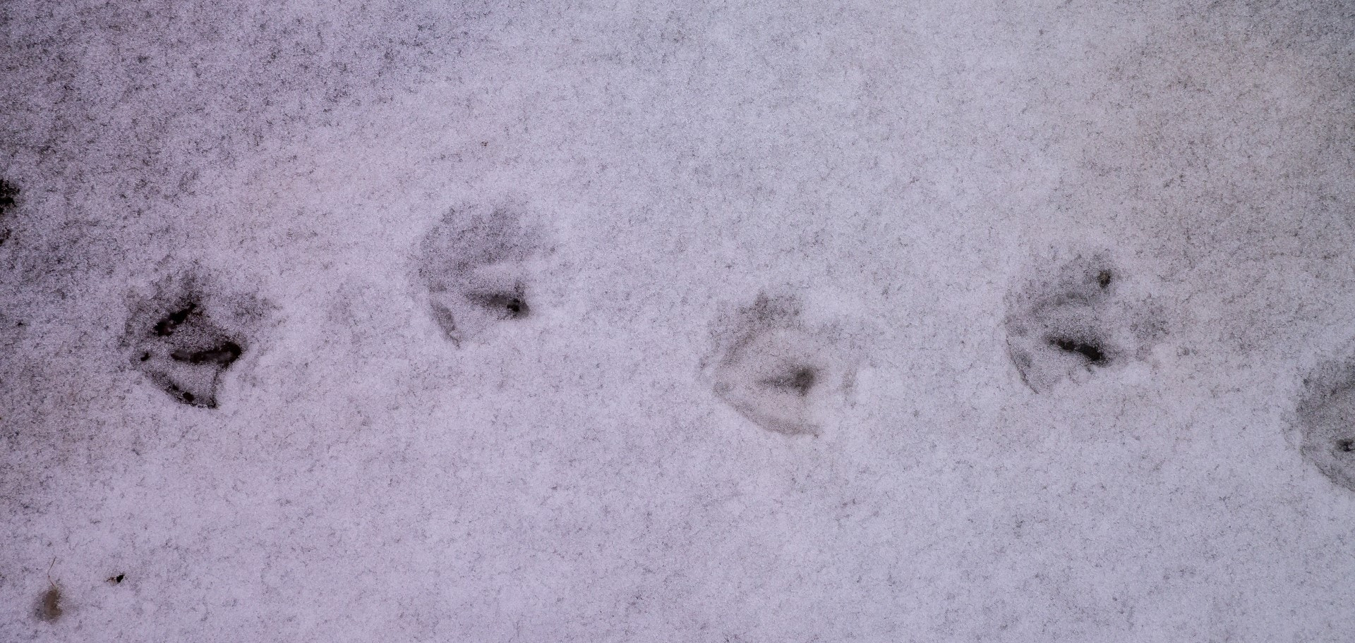Panasonic Lumix DMC-GX1 sample photo. Tracks - goose photography
